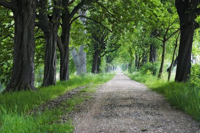 green trees